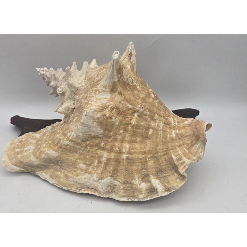 VINTAGE Large Conch Sea Shell Seashell Beach Horn